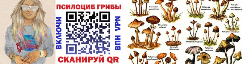 Галлюциногенные грибы Psilocybe Шелехов
